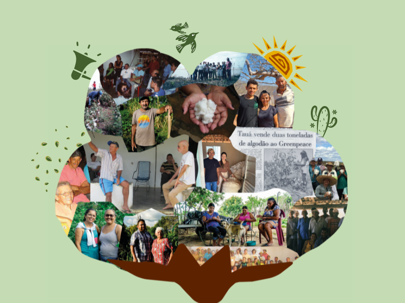 Documentário cearense dialoga sobre três décadas de algodão, agroecologia e transformação nos sertões do Ceará 
