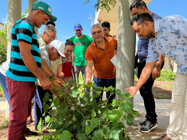 Ipueiras integra-se ao Projeto Algodão em Consórcios Agroecológicos