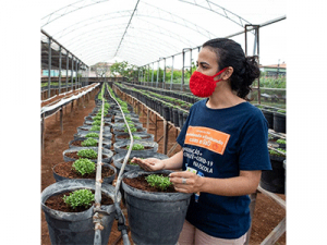 Esplar promove formações virtuais com agricultoras do Sertão dos Crateús