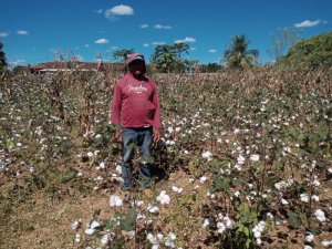 Consórcios Agroecológicos garantem colheita e renda a famílias agricultoras, mesmo com chuvas irregulares