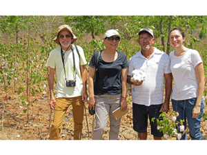 Organizações do setor têxtil investem em cultivo de algodão agroecológico no Ceará